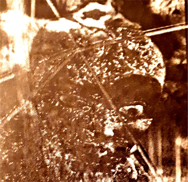 the bighead erik wilson