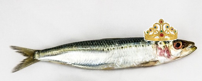 sardine queen